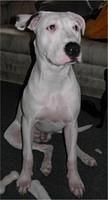dogoargentino brandduhon