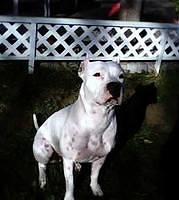 dogoargentino faucher