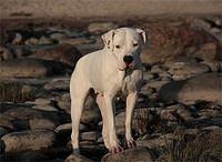 dogoargentino kolodejeva
