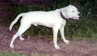 dogoargentino smith