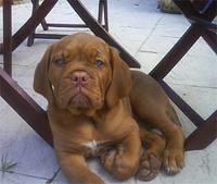 doguedebordeaux christon