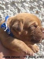 doguedebordeaux kovacs