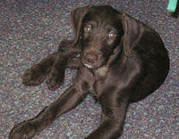 doodlemanpinscher easton