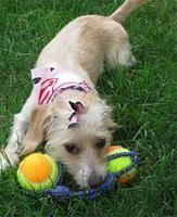 doxipoo consey