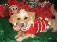 doxipoo consey2