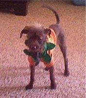 doxipoo geffre