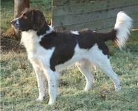 drentsepartridgedog