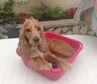 englishcockerspaniels