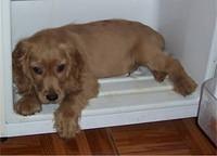 englishcockerspaniel buitron