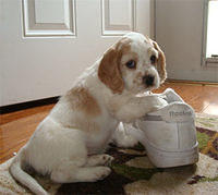 englishcockerspaniel conklin
