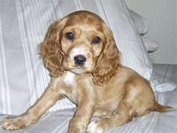 englishcockerspaniel kleinhans