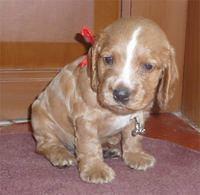 englishcockerspaniel nair