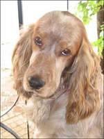 englishcockerspaniel sanchez