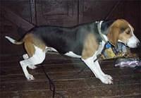 englishfoxhounds