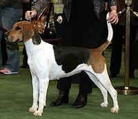 englishfoxhound loonan