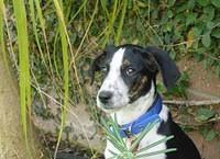 englishfoxhound weiner