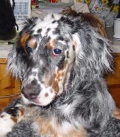 englishsetters