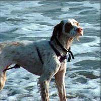 englishsetter boyle
