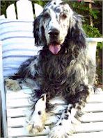 englishsetter glasser