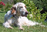 englishsetter godbout