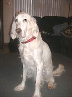 englishsetter homicz
