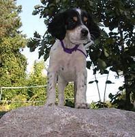 englishsetter jessi