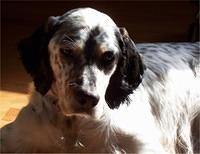 englishsetter julieproulx