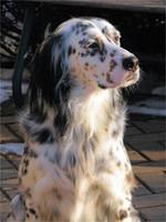 englishsetter malcor2