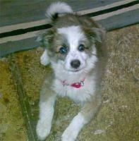 englishshepherd chaitanya