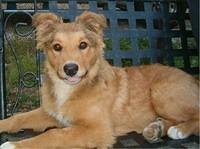 englishshepherd johnson