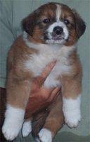 englishshepherd spielger