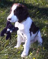 englishspringerspaniels