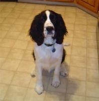 englishspringerspaniel majewski