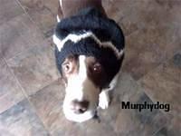englishspringerspaniel miller2