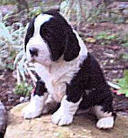 englishspringerspaniel wagner