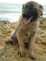 estrelamountaindogs