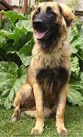 estrelamountaindog cepak