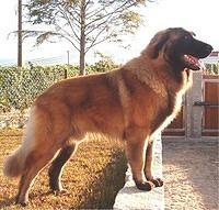 estrelamountaindog dias