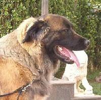 estrelamountaindog pasto