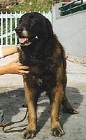 estrelamountaindog pasto2