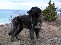 estrelamountaindog pavlova