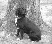fieldspaniels