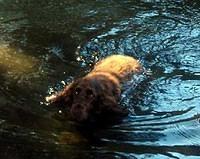 fieldspaniel isabelle