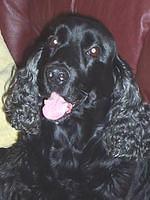 fieldspaniel liptrot