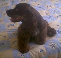 fieldspaniel martinez