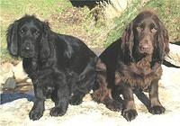 fieldspaniel robson