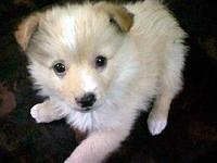 finnishspitz