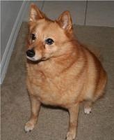 finnishspitz roberts