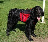 flatcoatedretrievers