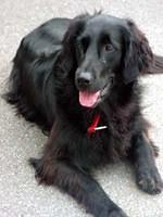 flatcoatedretriever grossenbacher